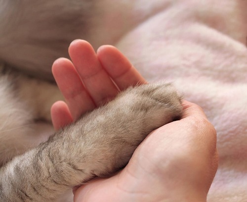 【猫の風邪】猫の鼻水・鼻づまり・咳を鎮めるマッサージをやってみよう♪