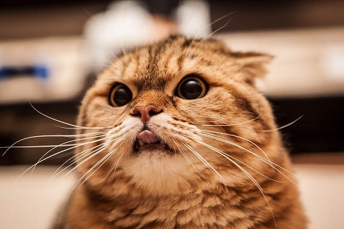 猫のオシッコはなぜ臭い？もしかしてそれは猫の性格によって違うかも
