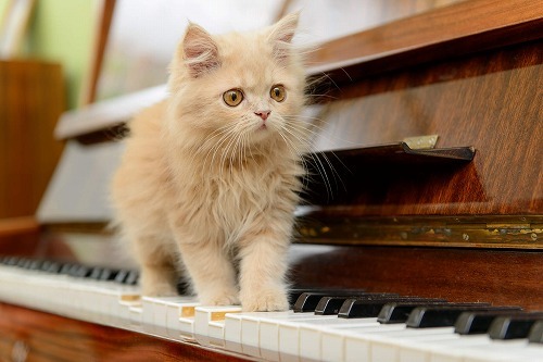 猫は第４オクターブの○の音が好き！猫と音楽の不思議な関係