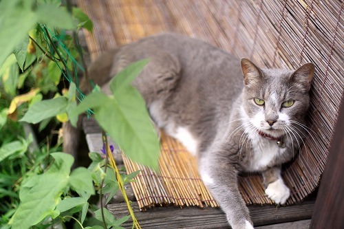 【猫の歴史】日本最古の猫の名前を知ってる？「猫の最初」にまつわるトリビア