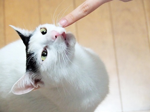 猫はなぜ舐めるの？実は飼い主には教えたくない！猫のホントの気持ち