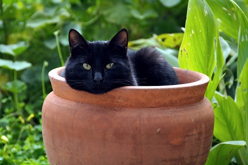 水入りペットボトルは猫避けになるはウソ？信じられない昔の猫伝説