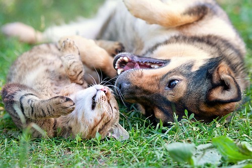 犬と猫の睡眠時間ははぼ同じって知ってた？猫と犬と人の怖い共通点とは