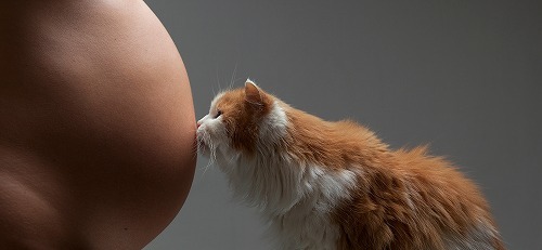 『妊婦は猫に近づくな』は嘘！？妊娠中の猫との接し方とは？