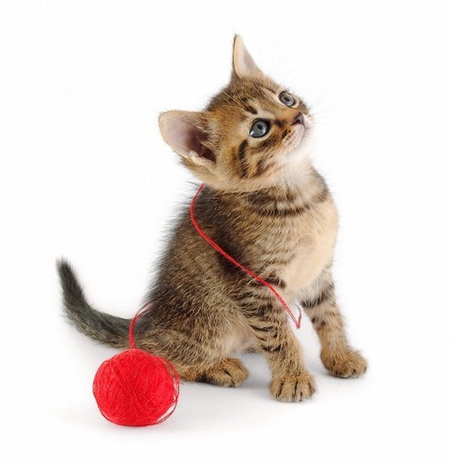 猫の「遊ぼう♪」のサインを見逃すな！愛猫と遊ぶ時の3つのルール