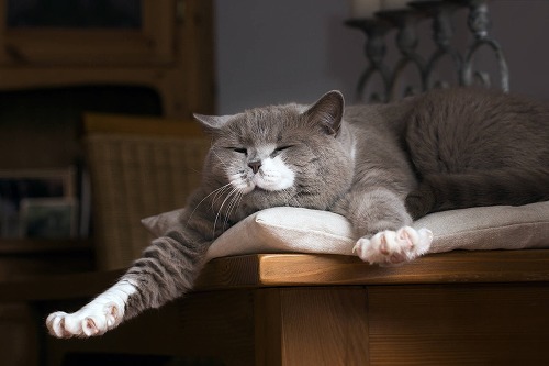猫はなぜあんなに長く寝るの？単独で行動するの？猫ゴコロの不思議