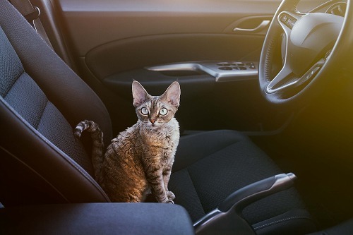 猫と出かける時・車で移動するときに猫の乗り物酔いを防ぐコツとは
