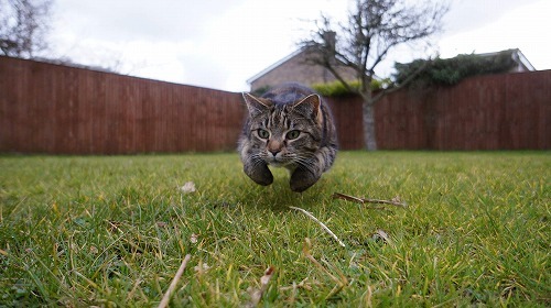 猫とウサイン・ボルト選手はどっちが早い？猫の「身体能力を調べてみた