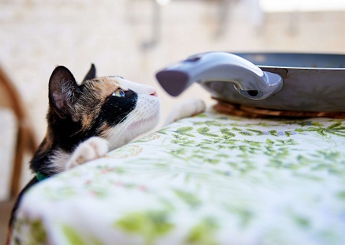 気になるよそのおウチの猫ご飯。オススメのトッピングを教えて下さい！