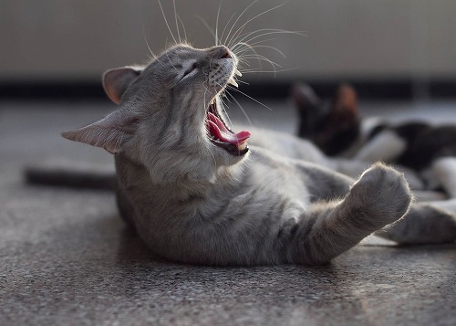 飼い主があくびをすると猫も…。思わず笑ってしまう猫の不思議な行動