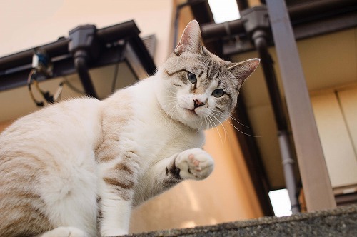 肉球でわかるかも！あなたの愛猫の体質をチェックしてみよう【後編】