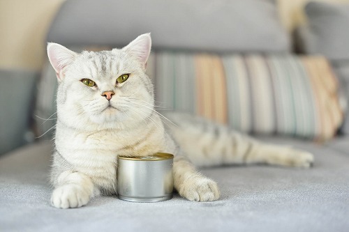 【猫のご飯】一般食・総合栄養食・副食・プレミアムフードってどう違う？