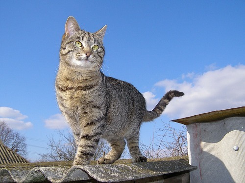 猫飼いさんに多い悩み「迷い込んできた野良猫を室内飼いにする3つの方法」