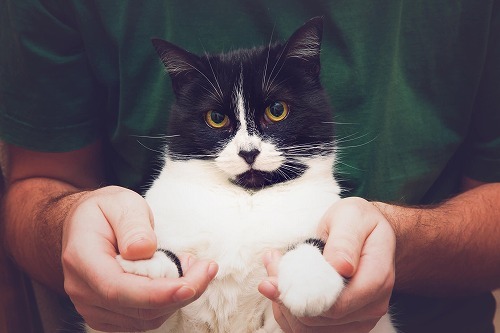 愛猫がお客さんが来るとすっ飛んで逃げる・「来客パニック」への対策法