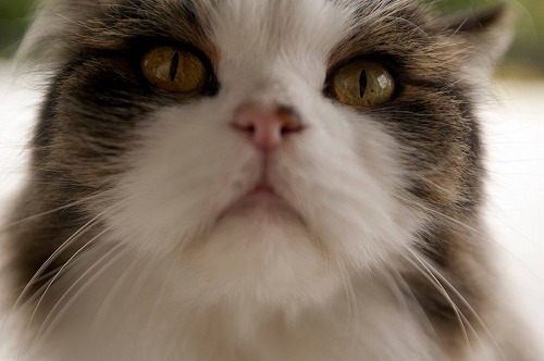猫は「匂い」で危険を察知する？猫の好きな匂いと嫌いな匂いとは