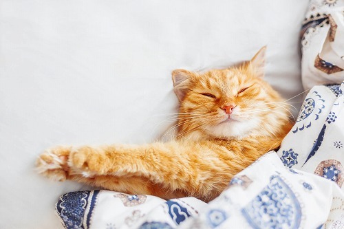 みんながやってる猫の【熱中症対策】猫のベッド、ポイントはこの3つ！