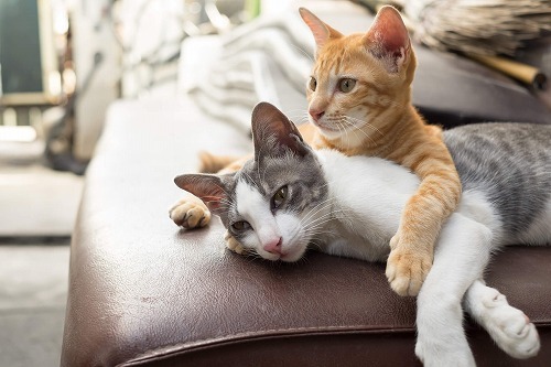 オス猫とメス猫はこんなに違う オスとメスの性格や病気の特徴とは 猫壱 Necoichi