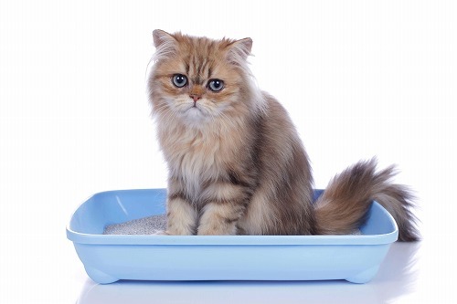 猫の体の基本データ：健康な猫のウンチとオシッコの状態を知ろう