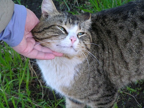 知っていると鼻が高いかも？猫の「スリスリ」にまつわる豆知識