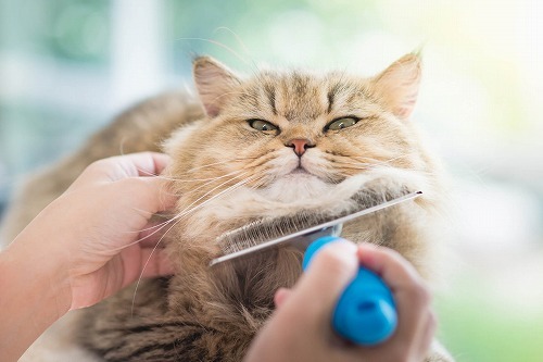 梅雨時も快適♪愛猫の快適度数をUPするためにやってあげたいこと【前編】