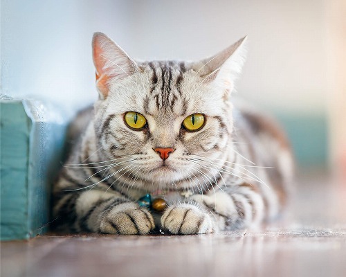 これは知らニャかった！最近わかった猫についての「新事実」とは