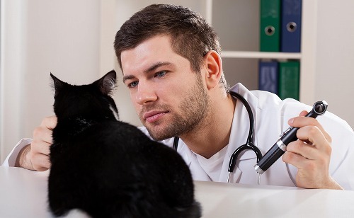 愛猫の健康診断に行ってきました！チェックポイントはこの3つ