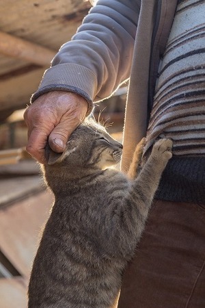 長生きしてね！シニア猫の飼い主さんが普段気をつけてる3つのこと