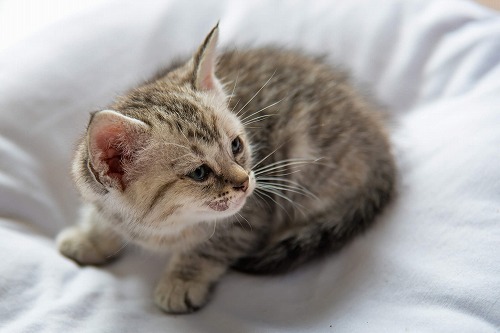 愛猫の嘔吐 病気orそれとも生理現象 猫が吐いた時の傾向と対策 中編 猫壱 Necoichi