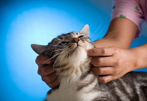 梅雨の時期にやってあげたい！猫が喜ぶストレス解消マッサージ