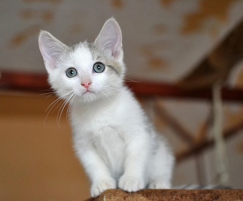 猫の疑問を解決！面白いほど猫の気持ちがわかる・猫の仕草の意味とは