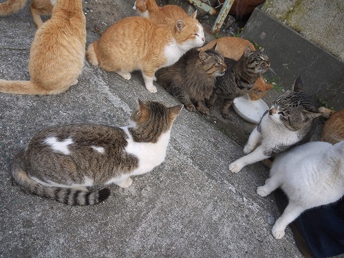 【猫の地震災害対策】まさかの震災！猫の暮らし、こんなことがありました