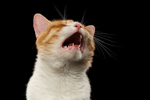 「くしゃみ」「せき」「よだれ」猫の53%がよくやる生理現象で一番多いのはどれ？