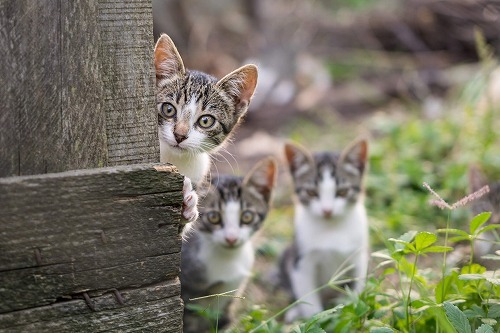猫が日本の農業を救うかも！？猫の「縄張り」を守る力はこんなに凄い！