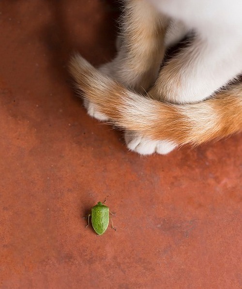 マダニやヒアリ 愛猫が虫に刺されたとき 飼い主さんができる応急処置 猫壱 Necoichi