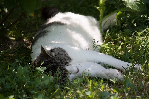 事故？病気？怪我？外出先でうずくまっている猫を見かけたら