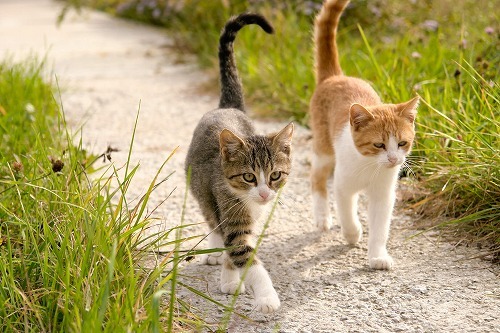 猫は尻尾でモノを言う 猫の尻尾と歩き方でわかる猫の気持ちとは 猫壱 Necoichi
