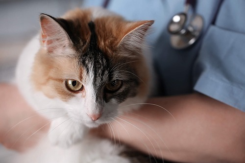 ペットの歯科や避妊治療…意外に多い猫への麻酔は本当に安全なの？