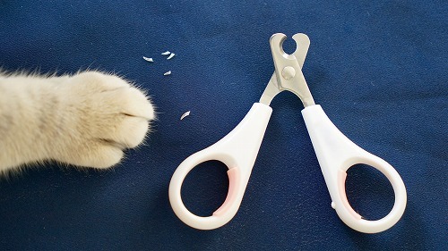 猫のネイルケア・基本がわかれば猫の爪切りはとっても簡単♪【前編】