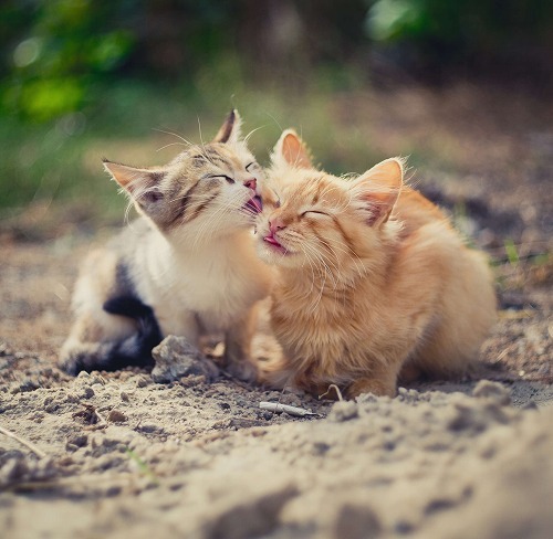 飼い主も高齢化している…。高齢者が猫と暮らすために必要なこととは