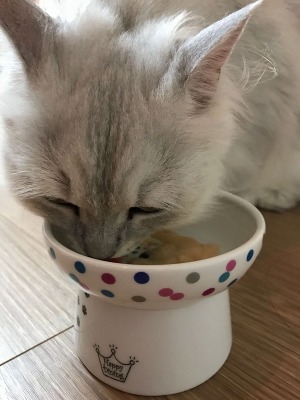 何でも食べる、という猫は約6割。猫のご飯、みんなは何をあげてるの？