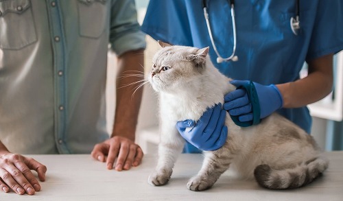 春と夏は猫の脱走が多い時期！飼い主さんが気をつけたいコツとは