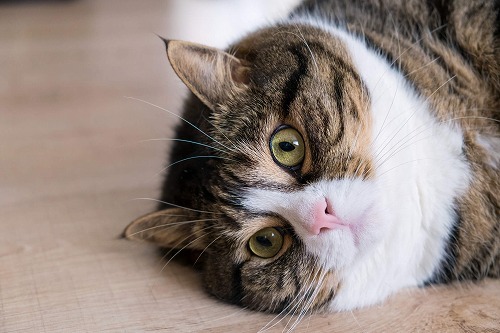 愛猫を避妊・去勢させた時。よく聞く「猫あるある」は本当ですか？