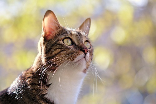 【動物虐待は2年以下の懲役】猫を虐待する人へ・知っておいて欲しいこと