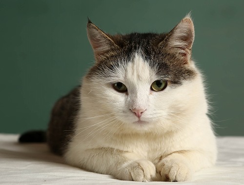 自宅輸液という方法もアリ・愛猫が自分でご飯を食べられない時の対策