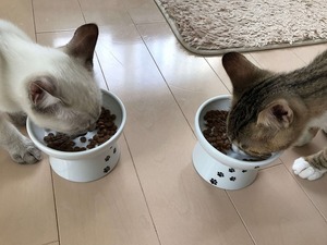 フードを咥えて別の場所で食べる（泣）気になる猫のフードの悩み