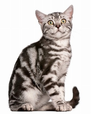 日本では珍しい猫の毛柄「クラシックタビー」ってどんな柄？