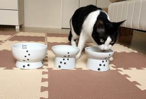 愛猫の食べ癖やフードの悩み、専門家はどうしているか聞いてみました！