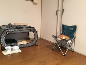 猫のいるおうちにあったら便利なグッズはコチラ♪オススメグッズ3選