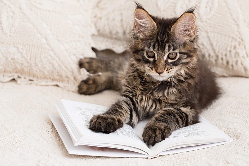 読書の秋・もし文豪たちが猫の好きなところと嫌いなところを書いたら