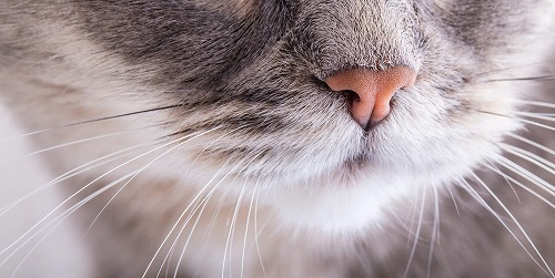 猫のヒゲの正式名って知ってる？実は奥が深い猫のヒゲの仕組み